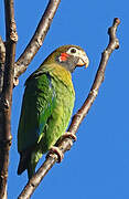 Brown-hooded Parrot