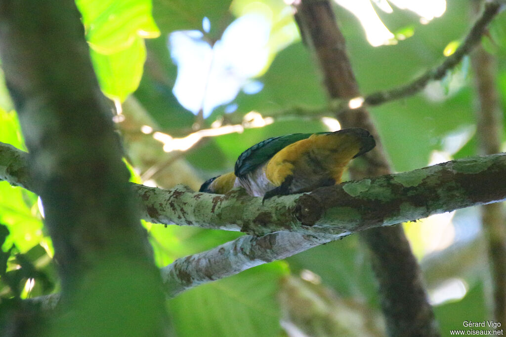 Black-headed Parrotadult