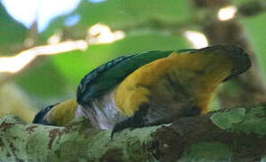 Black-headed Parrot