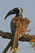 African Grey Hornbill