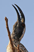 African Grey Hornbill