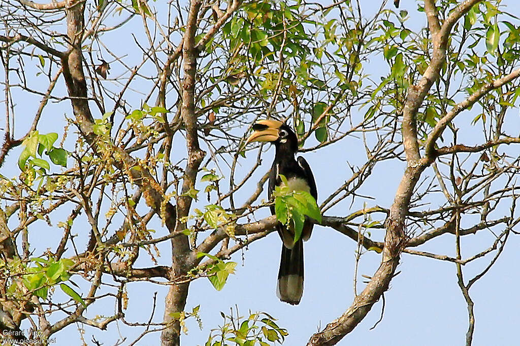 Malabar Pied Hornbill female adult, habitat, pigmentation