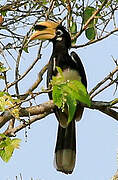 Malabar Pied Hornbill