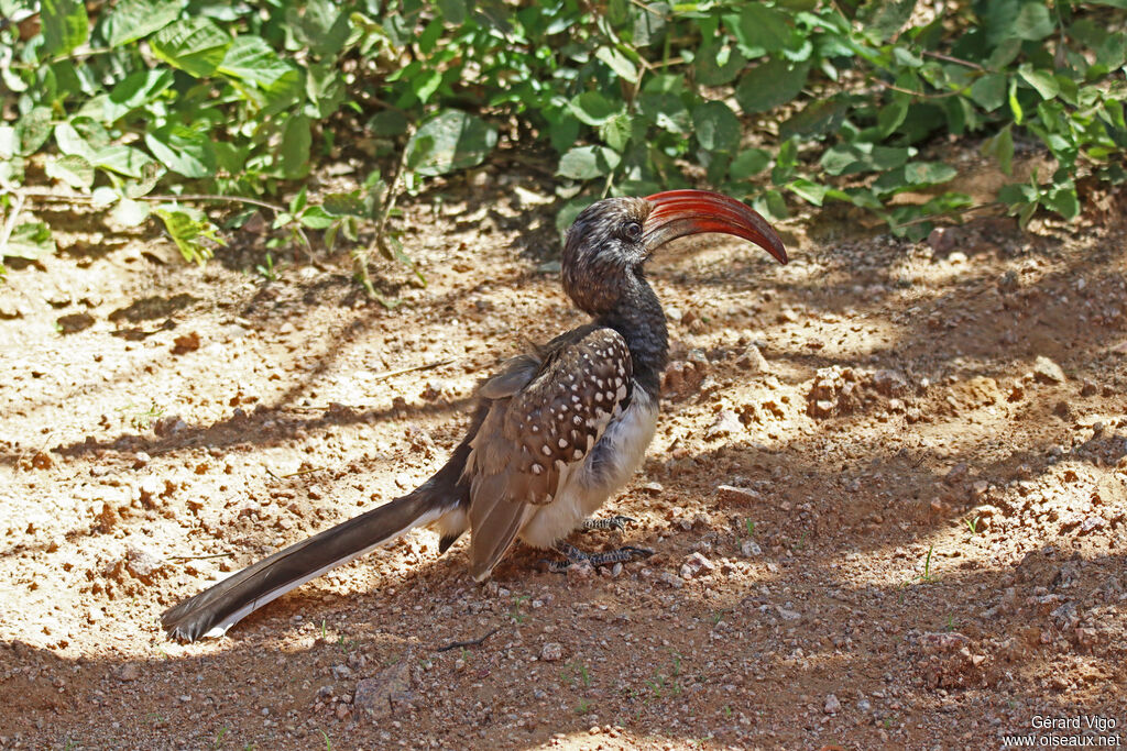 Calao de Monteiroadulte