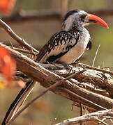 Western Red-billed Hornbill