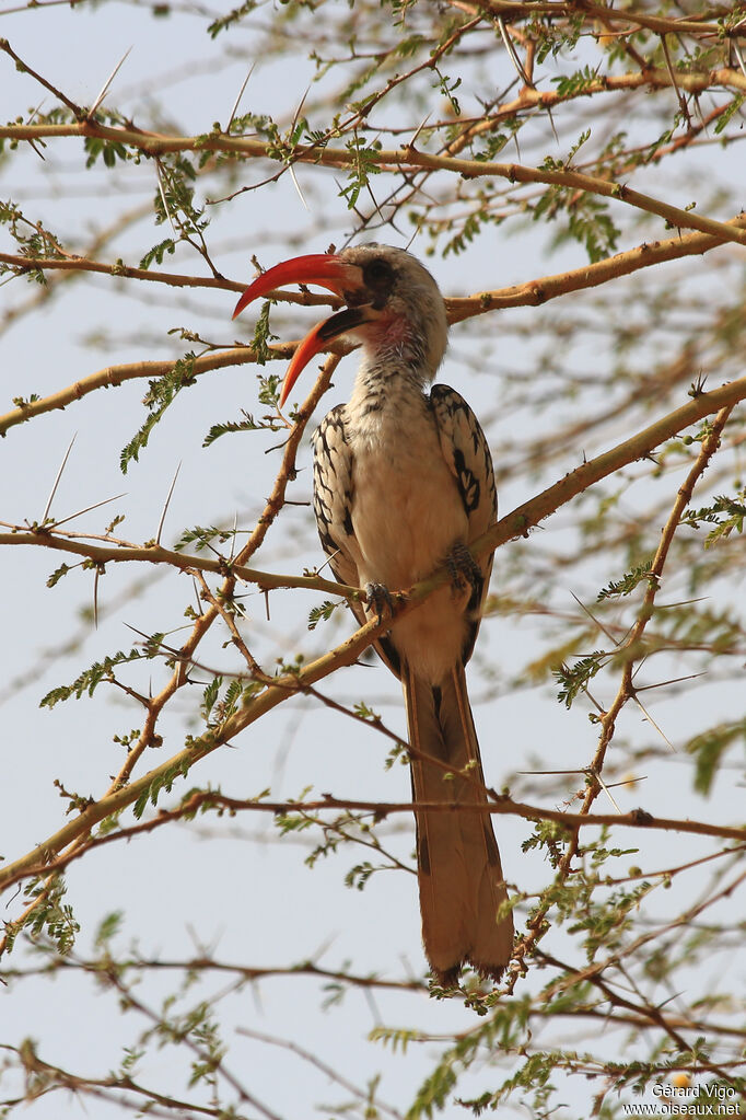 Western Red-billed Hornbilladult