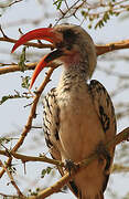 Western Red-billed Hornbill