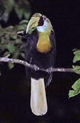 Blyth's Hornbill