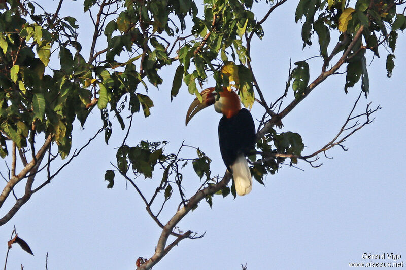 Blyth's Hornbill male adult