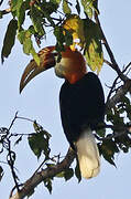 Blyth's Hornbill