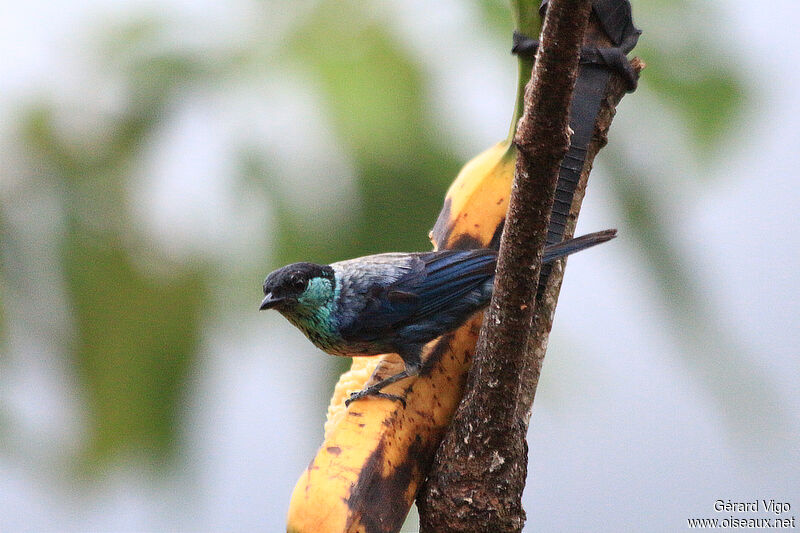 Black-capped Tanager male adult