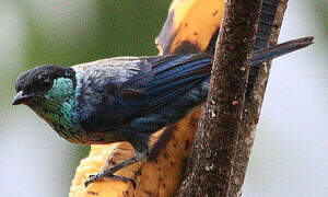 Black-capped Tanager