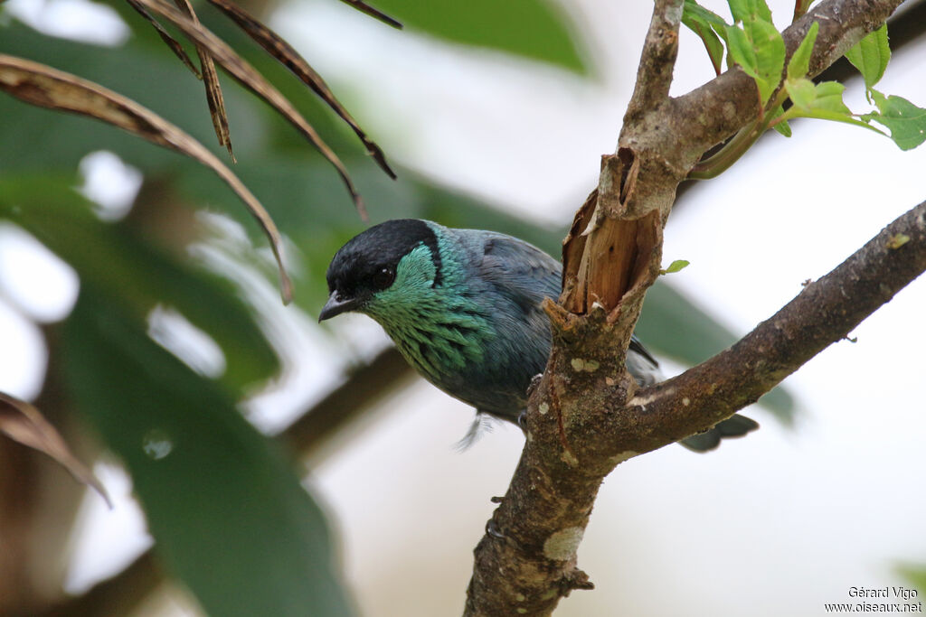 Black-capped Tanager male adult