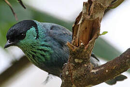 Black-capped Tanager