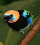 Golden-hooded Tanager