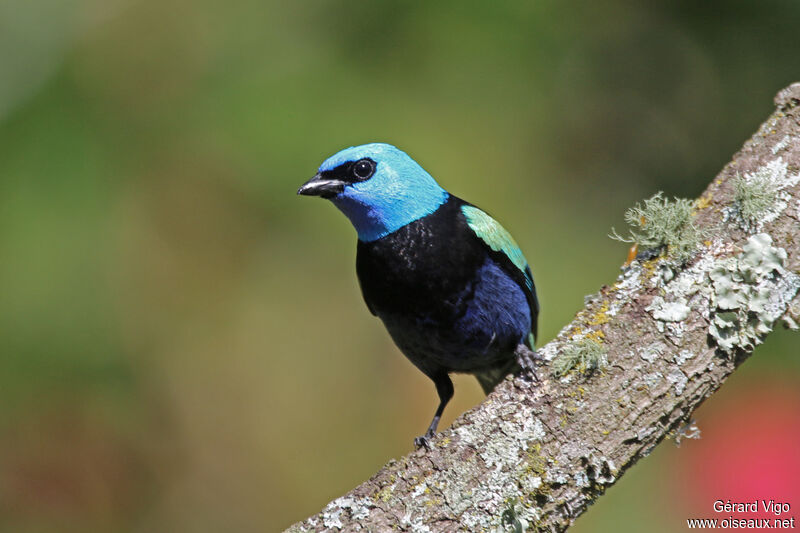 Blue-necked Tanageradult