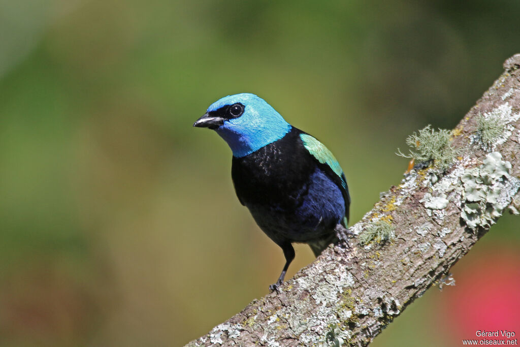 Calliste à cou bleuadulte