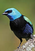 Blue-necked Tanager