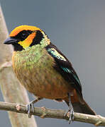 Flame-faced Tanager