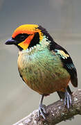 Flame-faced Tanager