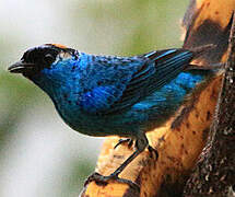 Golden-naped Tanager