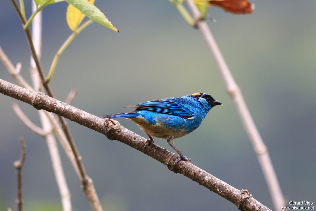 Golden-naped Tanageradult