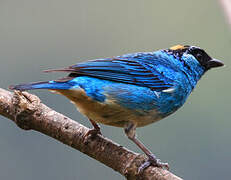 Golden-naped Tanager