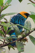 Saffron-crowned Tanager