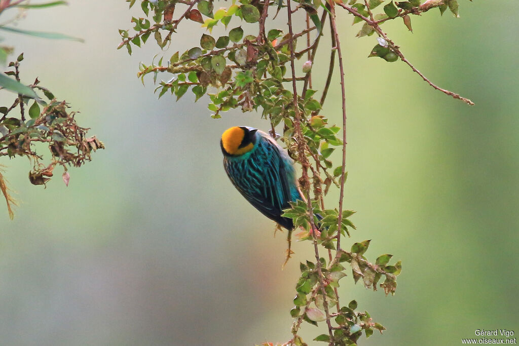 Saffron-crowned Tanageradult