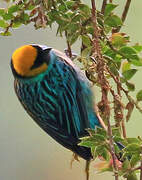 Saffron-crowned Tanager