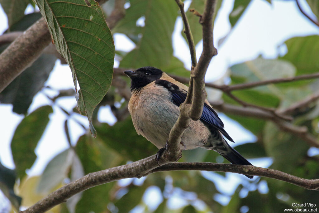 Black-headed Tanageradult