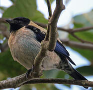 Black-headed Tanager