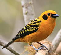 Golden Tanager