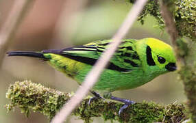 Emerald Tanager