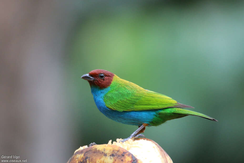 Bay-headed Tanageradult, identification