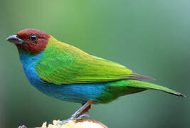 Bay-headed Tanager