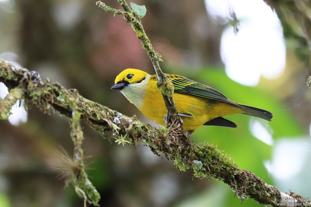 Silver-throated Tanageradult