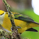 Calliste safran