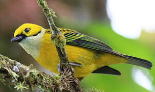 Silver-throated Tanager