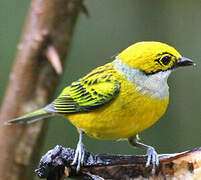 Silver-throated Tanager