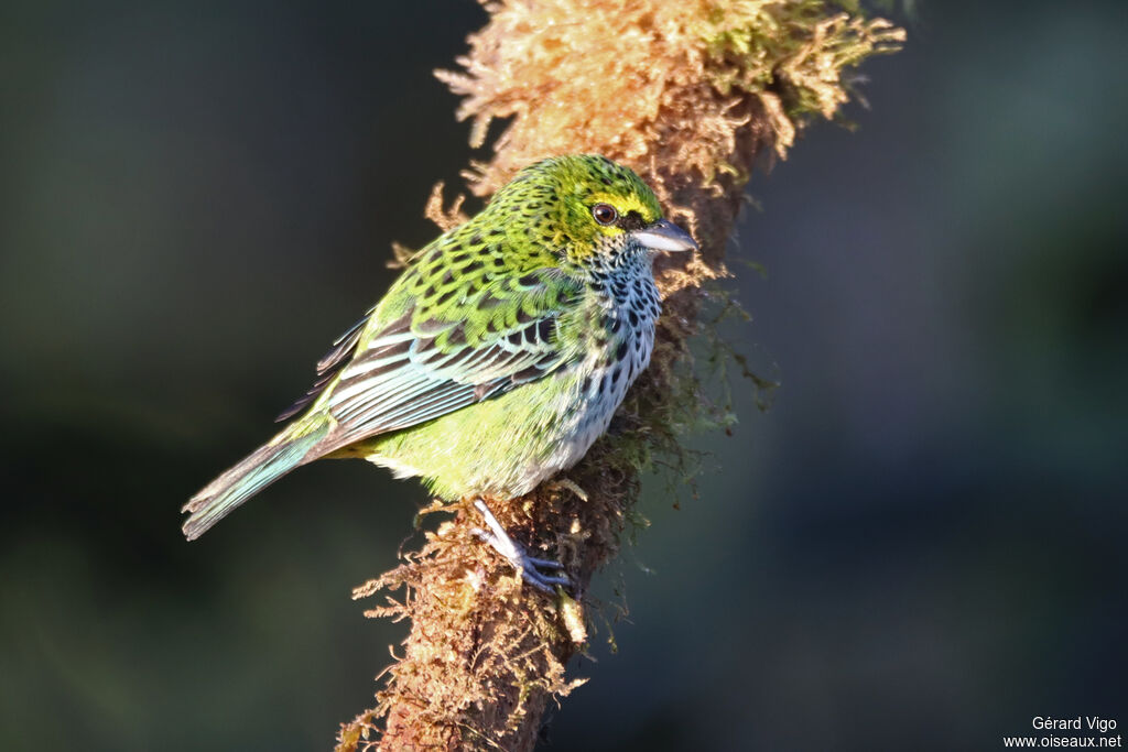 Speckled Tanageradult