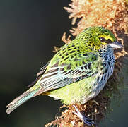 Speckled Tanager