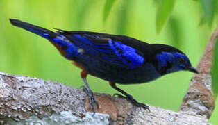 Opal-rumped Tanager