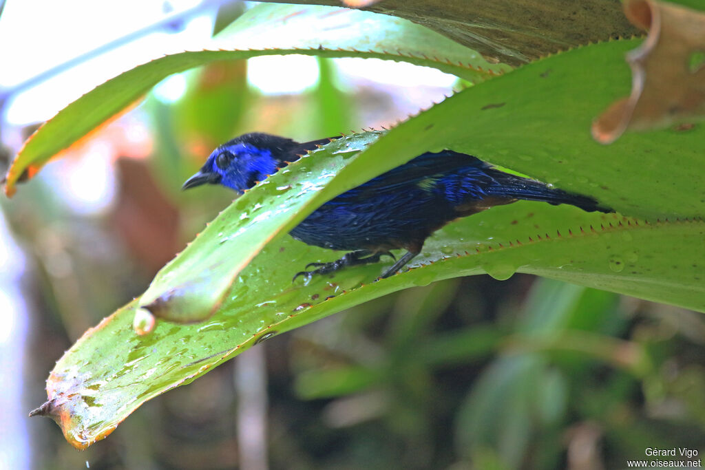 Opal-rumped Tanageradult