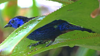 Opal-rumped Tanager