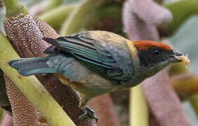 Scrub Tanager