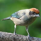 Calliste vitriolin