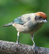 Scrub Tanager