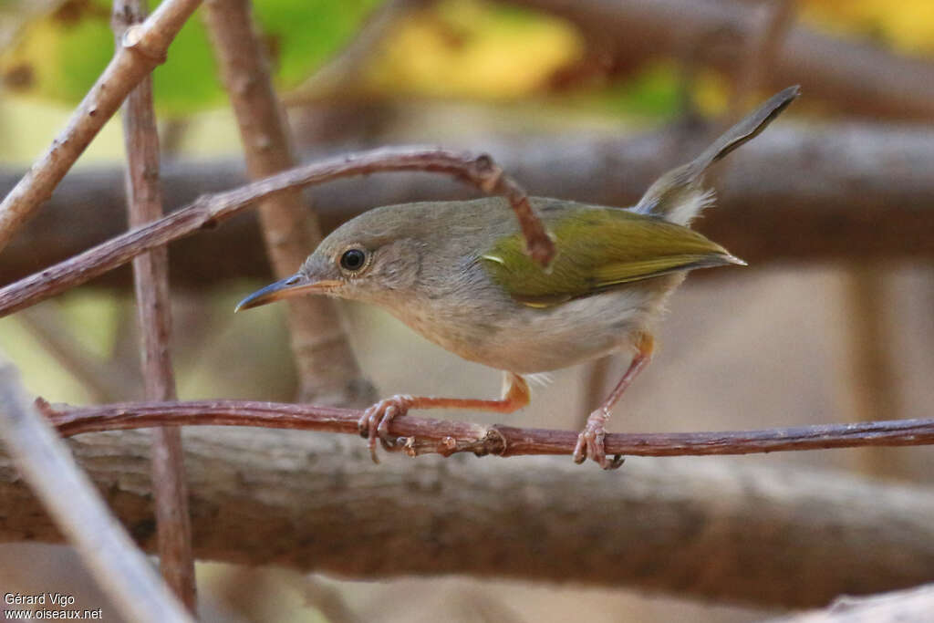 Green-backed Camaropteraadult, identification