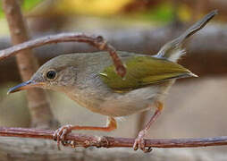 Green-backed Camaroptera